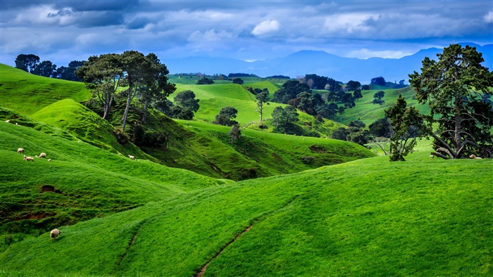 Lush Green Hills and Sheep in New Zealand 4K