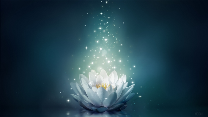White Water Lily with Sparkling Lights 4K