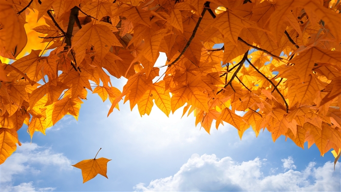 Orange Maple Leaves Falling in Blue Sky 4K
