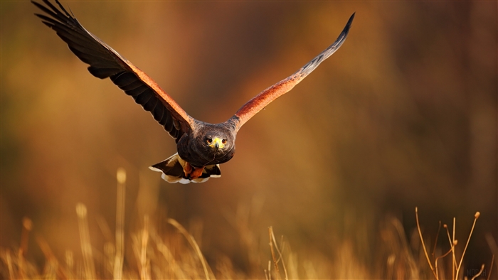Harris's Hawk in flight over dry grass