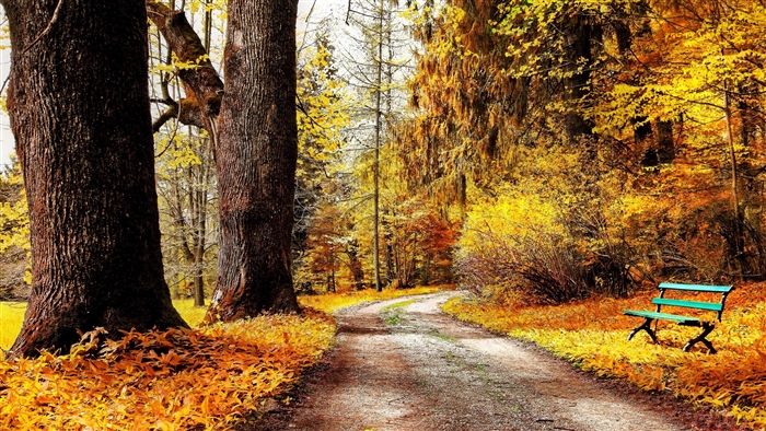 Serene Fall Path with Bench in Nature 4K