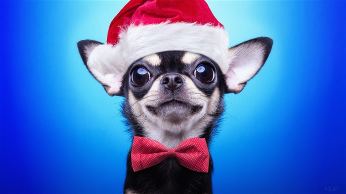 Chihuahua wearing Santa hat and bow tie