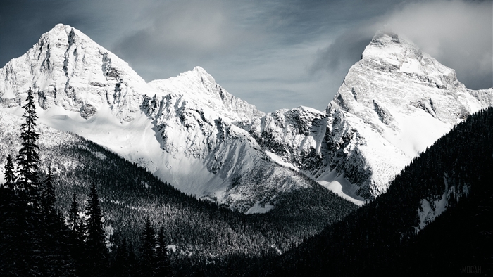 Snow-covered mountains and pine forest