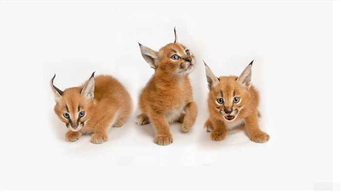 Three Baby Caracal Kittens on White Background 4K