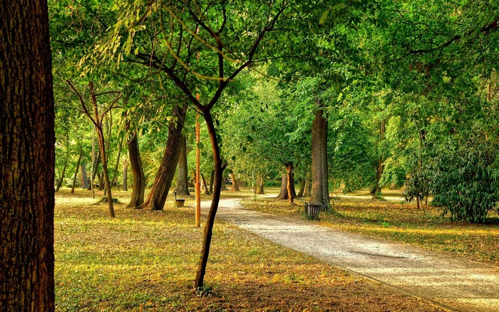 A park path winds through a sunlit forest.