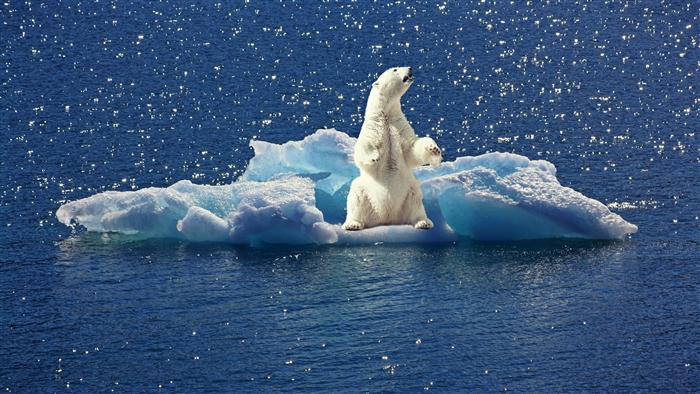 Polar Bear on Melting Iceberg 4K
