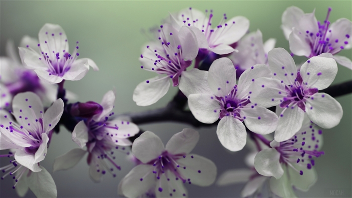 Delicate White Blossom Flowers in Spring Macro 4K