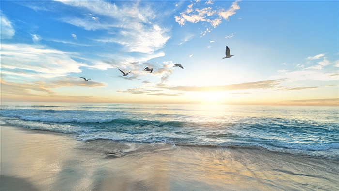 Seagulls flying over ocean at sunrise