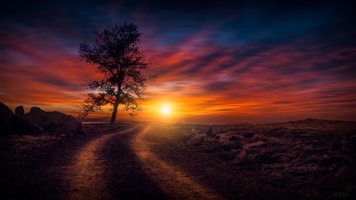 Sunset Over a Solitary Tree on a Dirt Road 4k