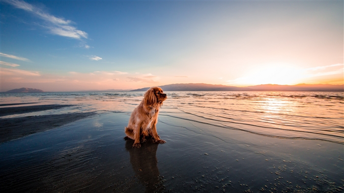 Cocker Spaniel on Beach at Sunrise 4K