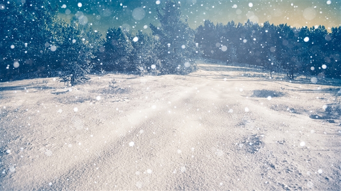Snowy forest path with falling snow