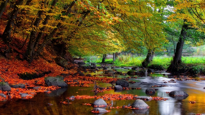 Autumn Forest Stream with Vibrant Foliage 4K