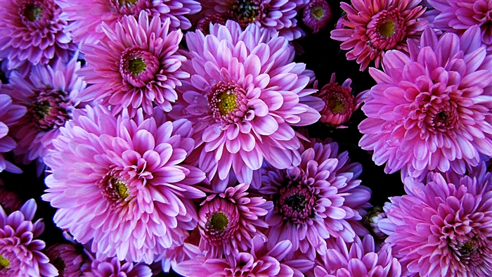 Dahlia, Earth, Flower, Pink Flower 4k, HD Wallpaper | Rare Gallery