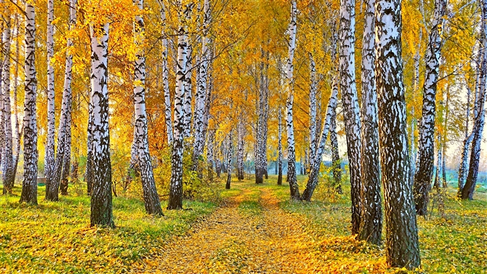 Golden Autumn Birch Forest Path 4K