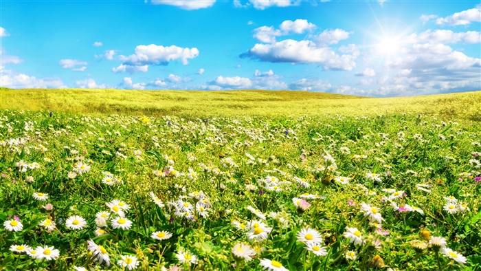 Sunny Summer Field with White Flowers in Bloom