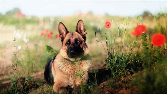 German Shepherd Dog in a Field of Poppies