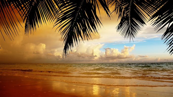 Palm Trees Overlooking Ocean at Sunset 4K