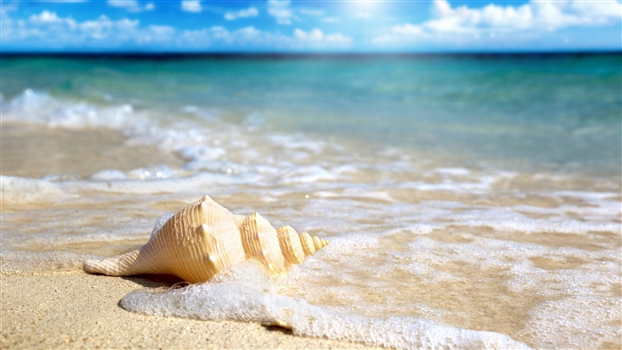 Seashell on a sandy beach with ocean waves