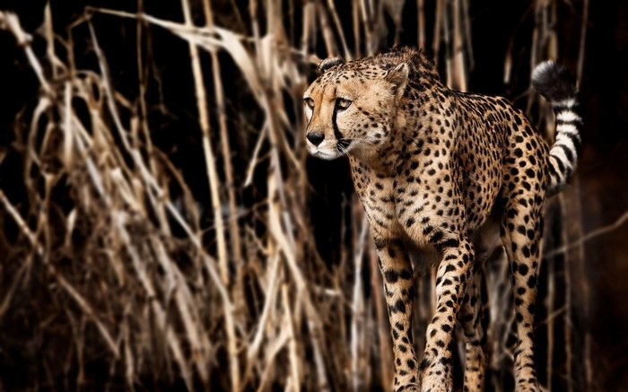 Cheetah standing in tall dry grass