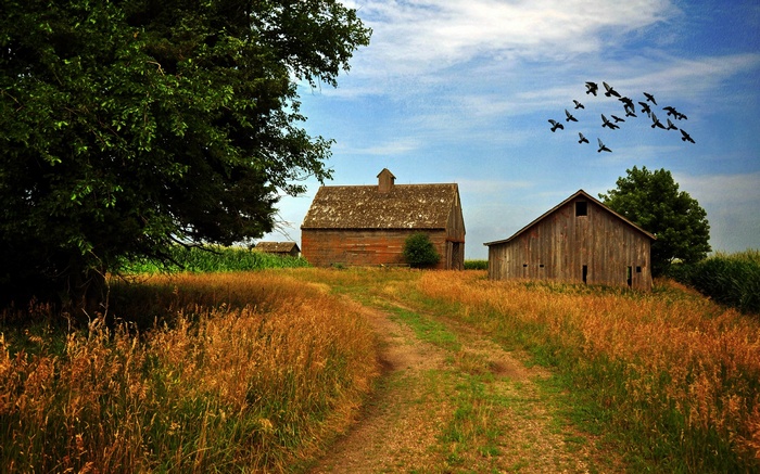 Birds flying over barns in a field
