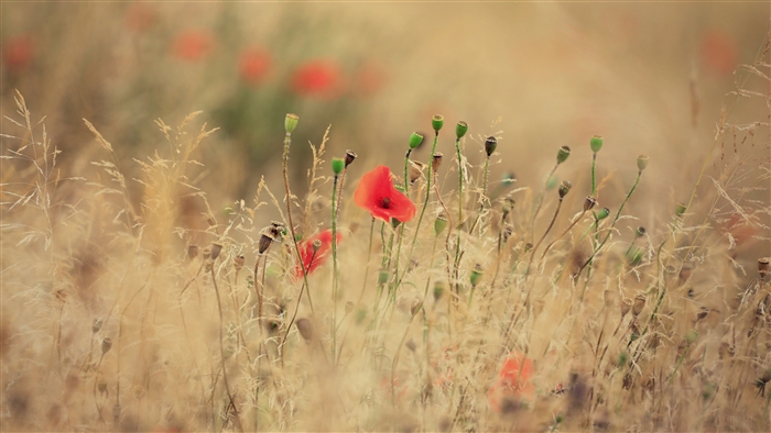 Red poppies in a field of dry grass