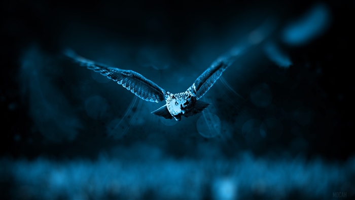Artistic Owl in Flight at Night with Bokeh 4K