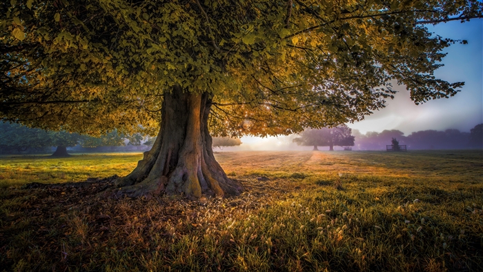 Large tree in a field with fog and sunlight 4K