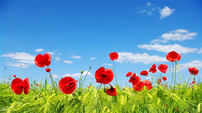 Field of Red Poppies and Wheat under Blue Sky 4K