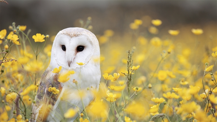 Barn Owl in a field of yellow flowers 4K