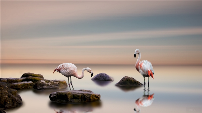Flamingos standing in water with rocks and reflection 4K