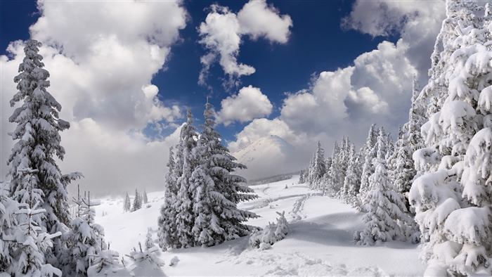Snow covered trees in a winter forest with mountains