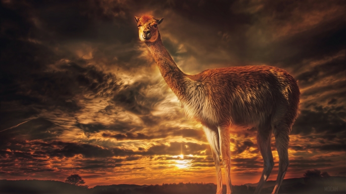 Llama in front of sunset sky
