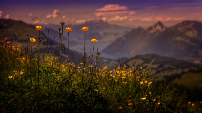 Yellow flowers in a mountain landscape with a lake