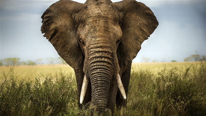 Elephant in a grassy field