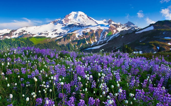 Mountain landscape with purple lupine flowers