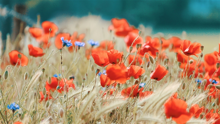 Field of red poppies and blue cornflowers with wheat