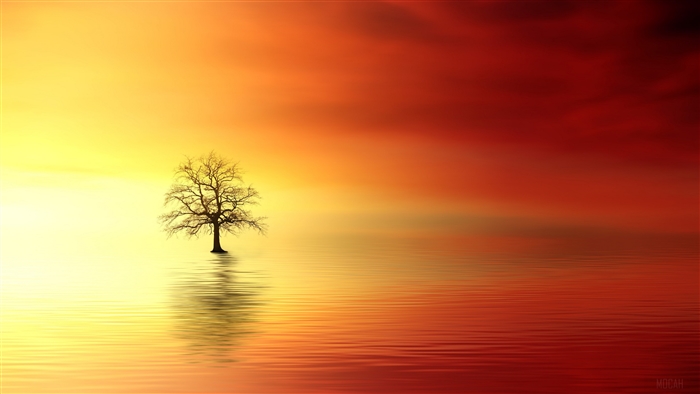 Lonely Tree in Water 4K