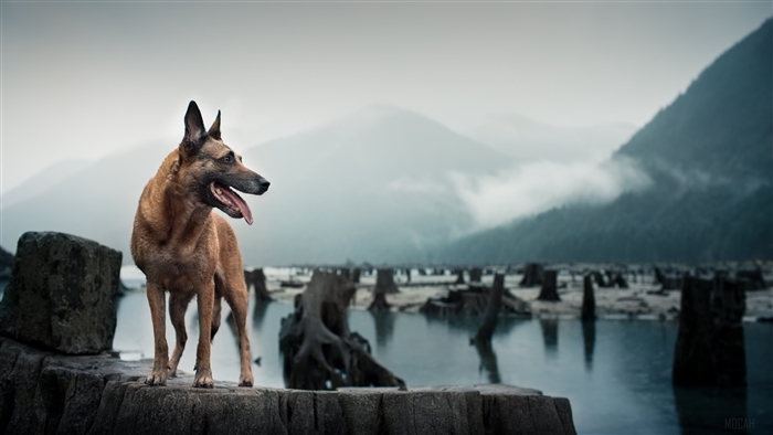 Belgian Malinois dog standing on rocks near a lake with tree stumps
