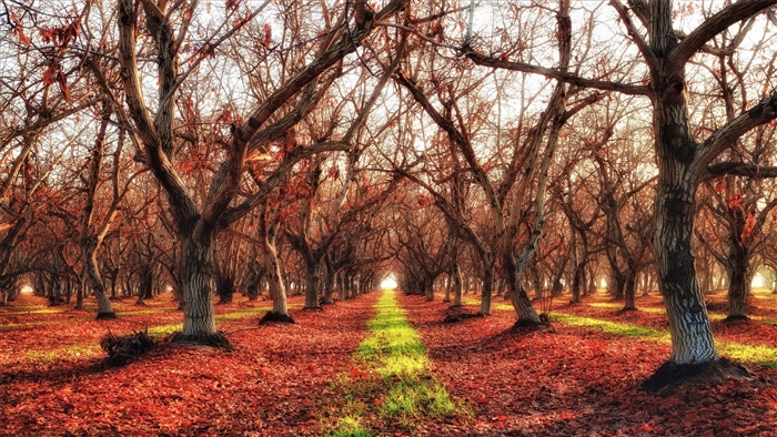 Fall forest path with trees and red leaves 4K