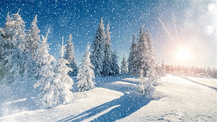 Snowfall in a winter forest with sun