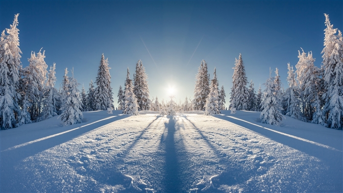 Snowy forest with sun and shadows