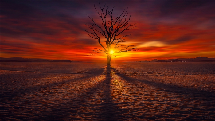 Lonely Tree in Snowy Sunset 4K