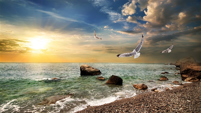 Seagulls flying over the ocean at sunset