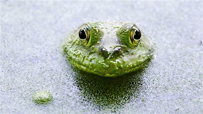 Green frog peeking out of water with lily pads