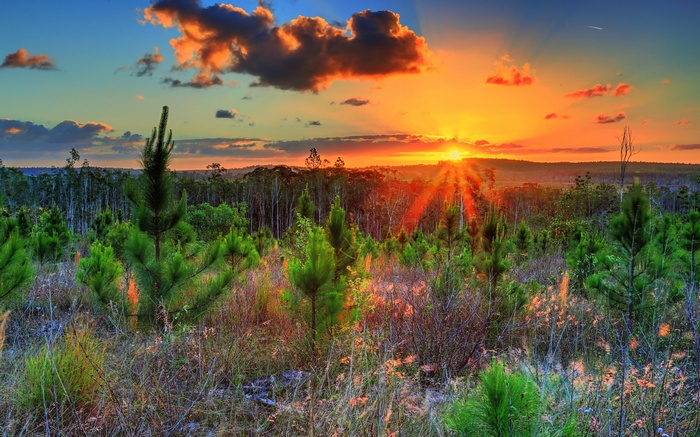 Sunset over a pine forest with sun rays