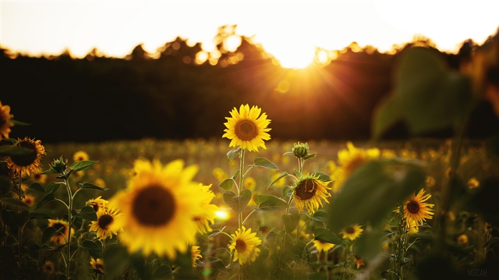 Field of Sunflowers at Sunset 4K