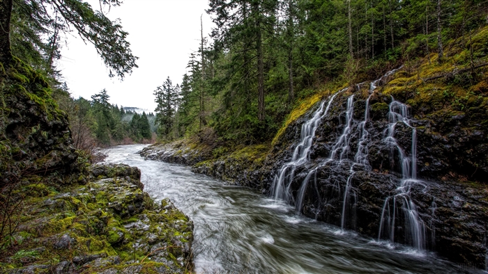 River flowing past rocks and waterfall in forest