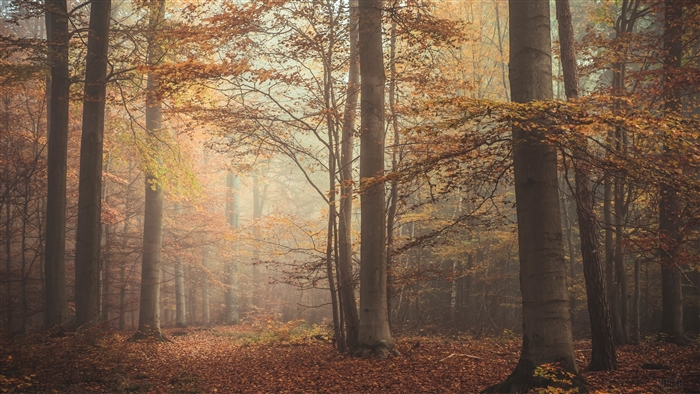 Forest path with autumn trees and fog