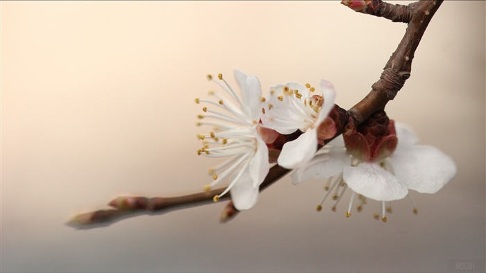 Apricot Blossom Branch Macro 4K