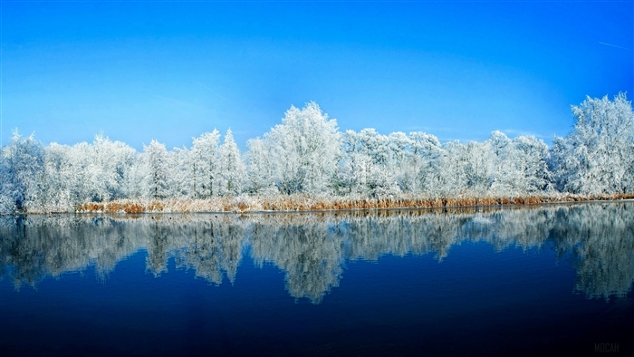 Winter landscape with snow-covered trees reflecting in water